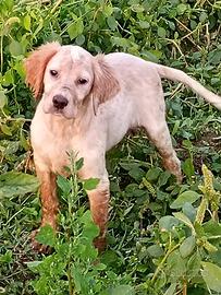 Cuccioli setter