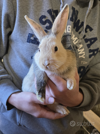 Conigli nani 2-3 mesi