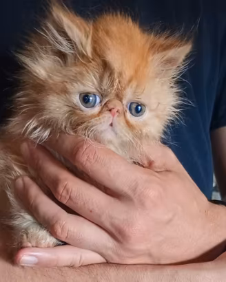 Gattini persiani ottimi prezzi