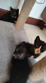 Cuccioli di gatto