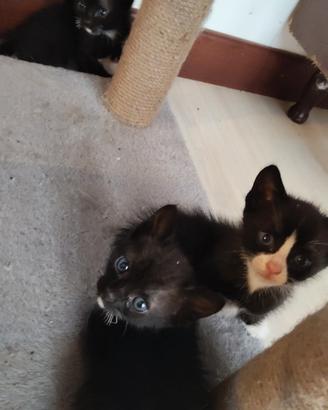 Cuccioli di gatto