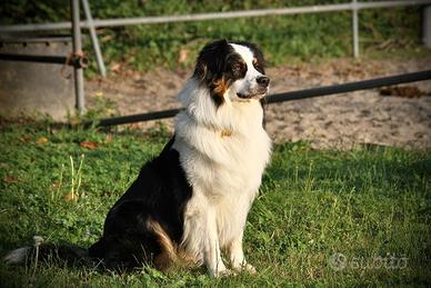 Monta Pastore Australiano