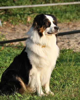 Monta Pastore Australiano