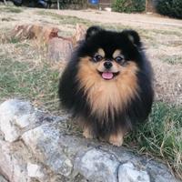 Spitz Pomerania maschio con pedigree