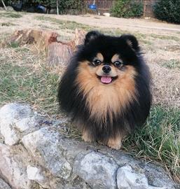 Spitz Pomerania maschio con pedigree