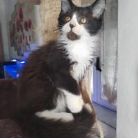 Gattino maine coon