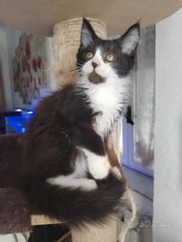 Gattino maine coon
