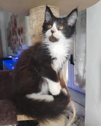 Gattino maine coon