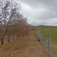 Terreno bosco ceduo/ seminativo