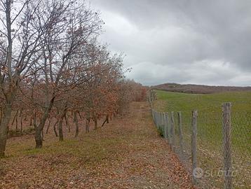 Terreno bosco ceduo/ seminativo