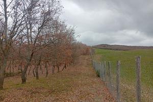 Terreno bosco ceduo/ seminativo