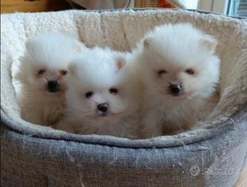 Spitz Pomerania