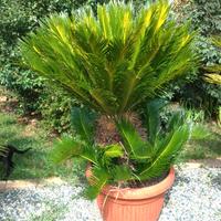 Cycas Revoluta XL H130 50cm Piante Giardino Palma