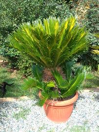 Cycas Revoluta XL H130 50cm Piante Giardino Palma