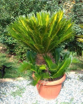 Cycas Revoluta XL H130 50cm Piante Giardino Palma