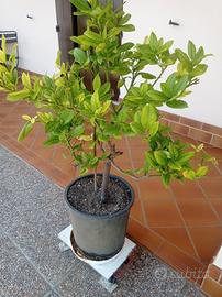 limone
