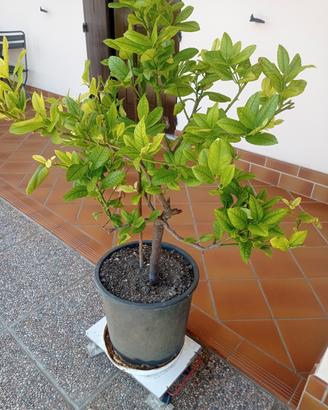 limone