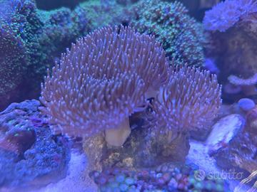 Coralli acquario marino sarcophyton