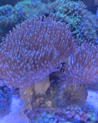 Coralli acquario marino sarcophyton