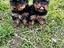 Immagine 4