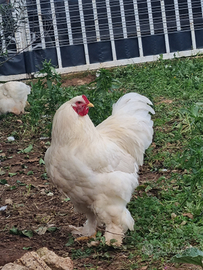 Gallo brahma total white
