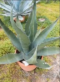 Piante grasse siciliane Agave americane gigante