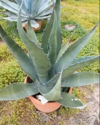 Piante grasse siciliane Agave americane gigante