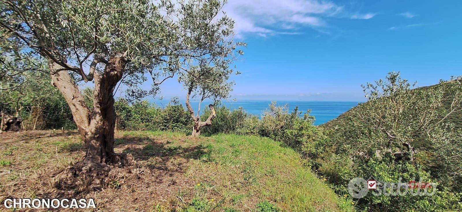 Pianotorre, uliveto terrazzato fronte mare - Vista 5