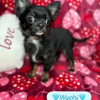 Chihuahua piccolissimo pelo lungo maschio