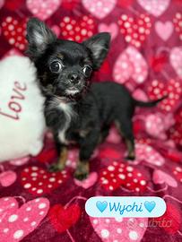 Chihuahua piccolissimo pelo lungo maschio