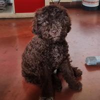 Lagotto romagnolo