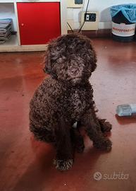 Lagotto romagnolo