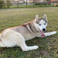 Stallone Siberian Husky da monta