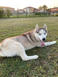 Stallone Siberian Husky da monta