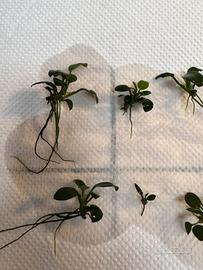 Piantine acquario anubias