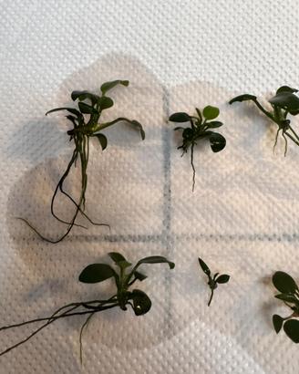 Piantine acquario anubias