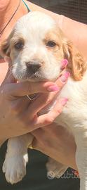 Cuccioli Setter Inglesi