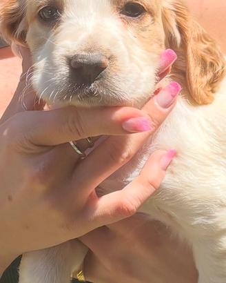 Cuccioli Setter Inglesi