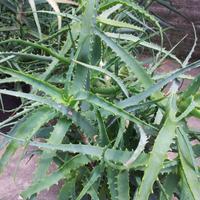 Aloe arborescens biologiche