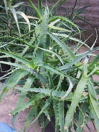 Aloe arborescens biologiche