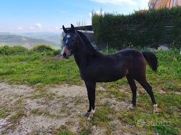 Puledro 13 mesi