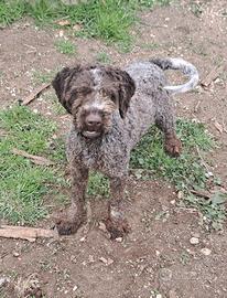 Lagotto romagnolo per monta