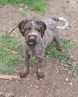 Lagotto romagnolo per monta