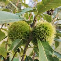 pianta di castagno innestata marrone di Marradi 