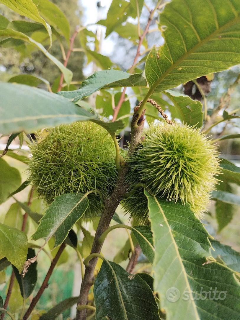 pianta di Castagno albero di Castagne varietà Sativa in vaso Età 2 anni pianta vera di Castagno venduta da eGarden.store