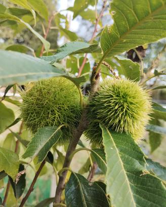 pianta di castagno innestata marrone di Marradi 