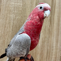 Cacatua rosa pappagallo allevato a mano