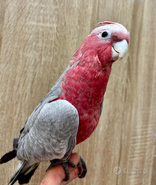 Cacatua rosa pappagallo allevato a mano