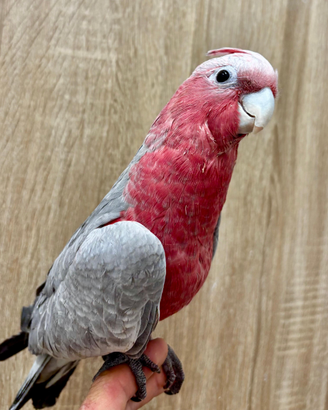 Cacatua rosa pappagallo allevato a mano