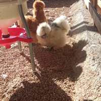 Moroseta silkies